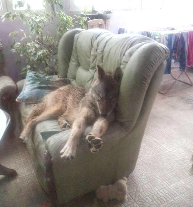 Вучица Цока пати за домом, петиција да се врати кући; Власнике вучице чекају пријаве?